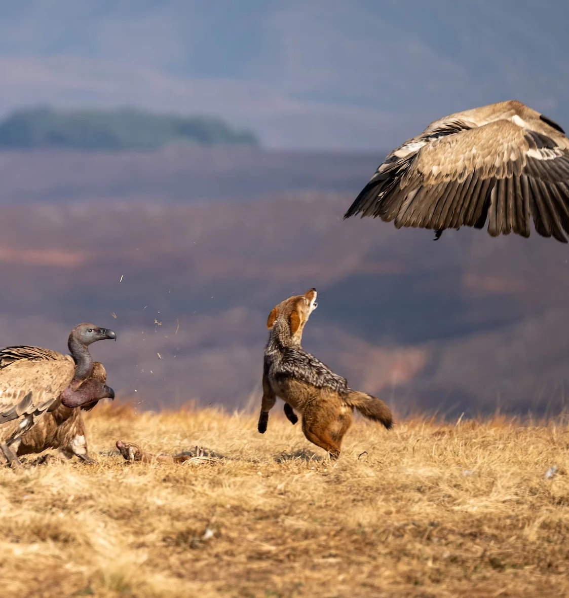 The Vulture Hide